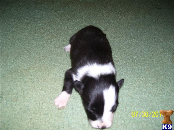 krohollow Picture 3
